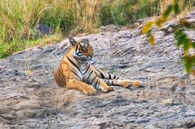 Sighting Of Our Dreams – Ranthambore