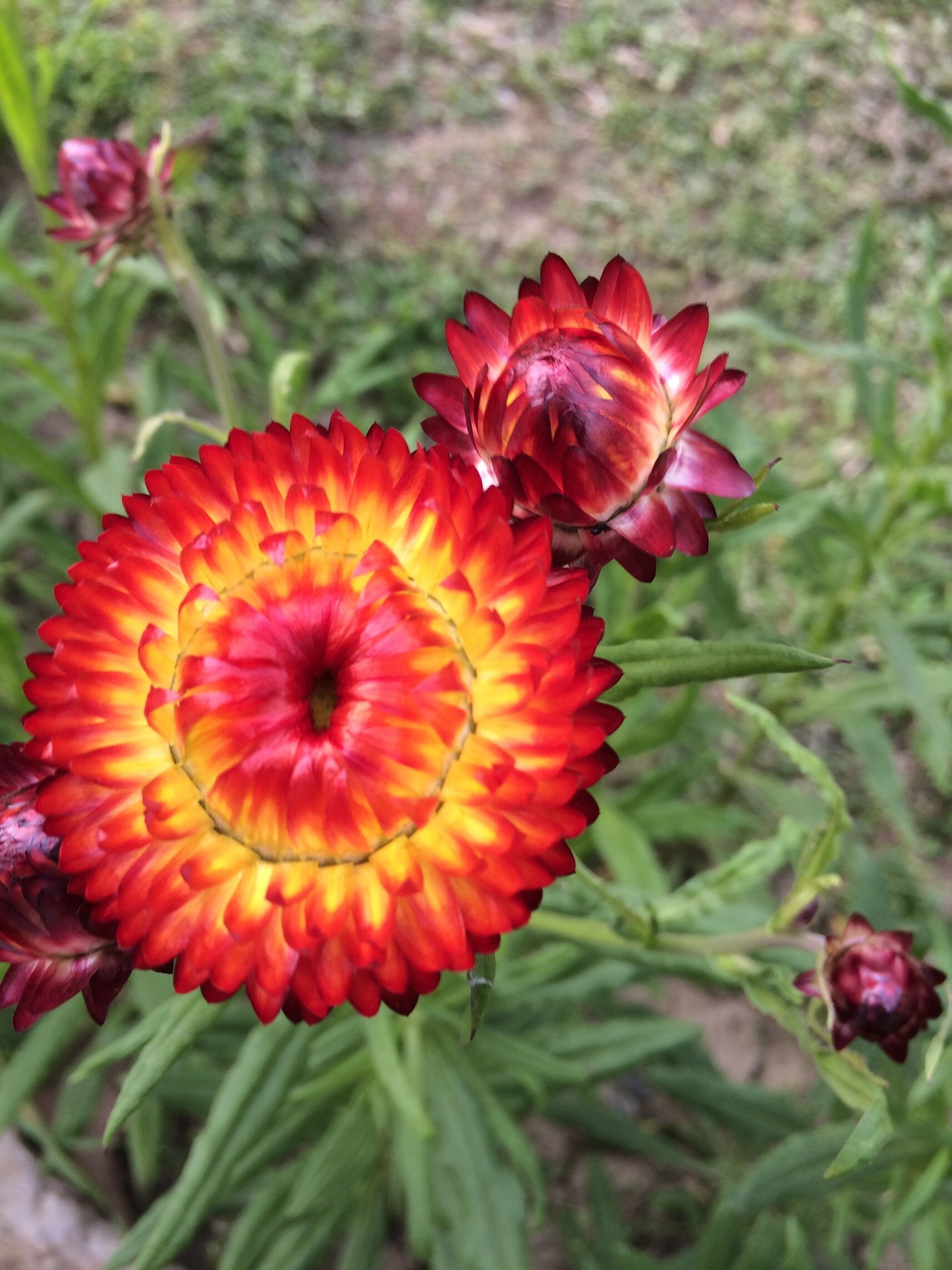 Mughal Gardens Srinagar 17 Colour splash 70 rotated