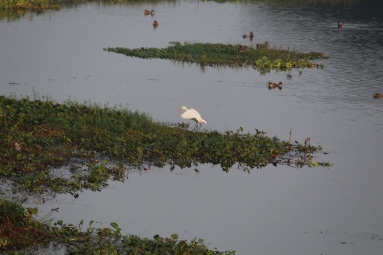 My Daycation: Nandur Madhmeshwar “Bharatpur of Maharashtra” 15 Madhmeshwar