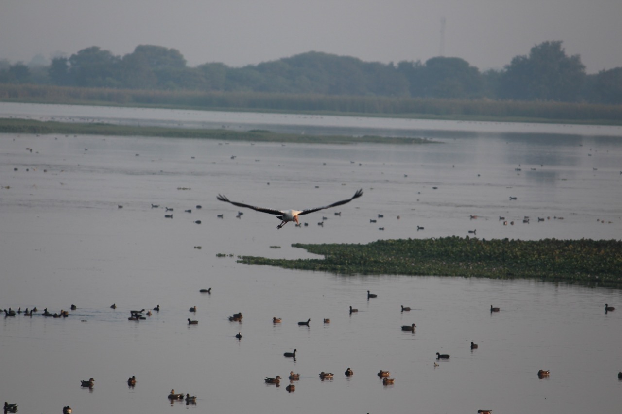 My Daycation: Nandur Madhmeshwar “Bharatpur of Maharashtra” 16 Madhmeshwar