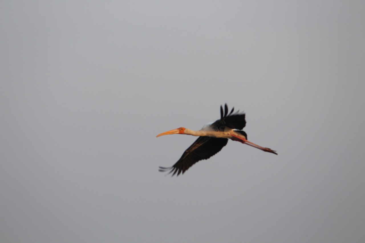 My Daycation: Nandur Madhmeshwar “Bharatpur of Maharashtra” 14 IMG 20201129 WA0223
