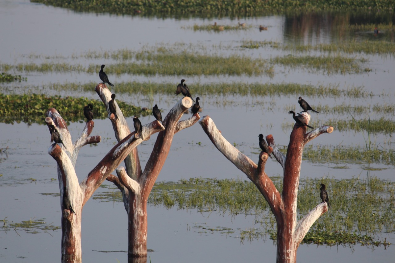 My Daycation: Nandur Madhmeshwar “Bharatpur of Maharashtra” 19 Madhmeshwar