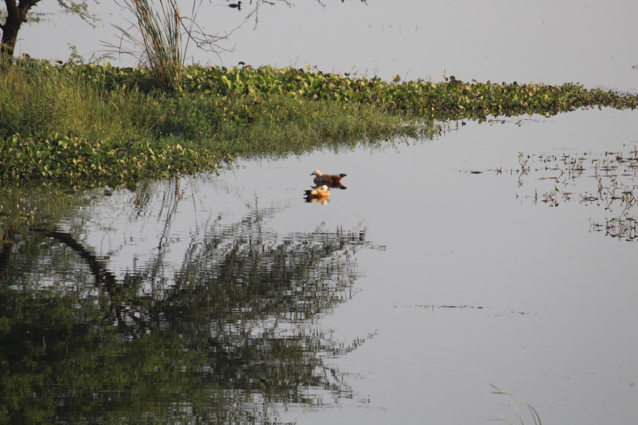 My Daycation: Nandur Madhmeshwar “Bharatpur of Maharashtra” 18 Bird Migration