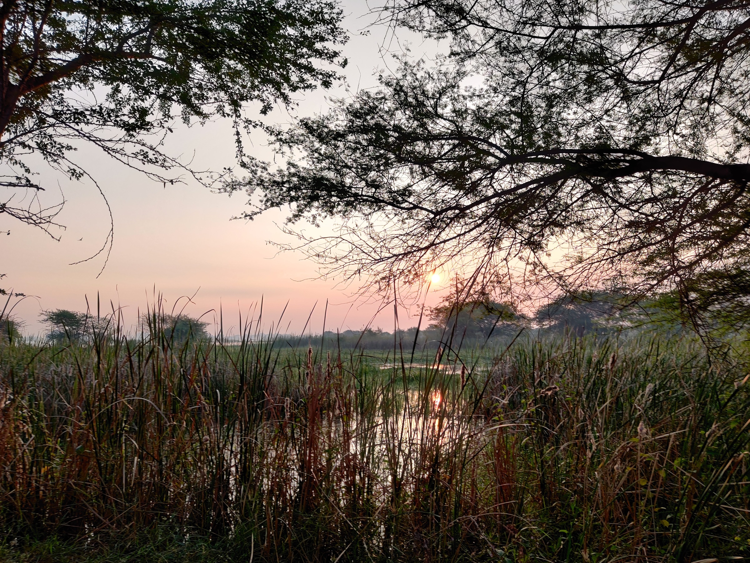 My Daycation: Nandur Madhmeshwar “Bharatpur of Maharashtra” 13 Madhmeshwar