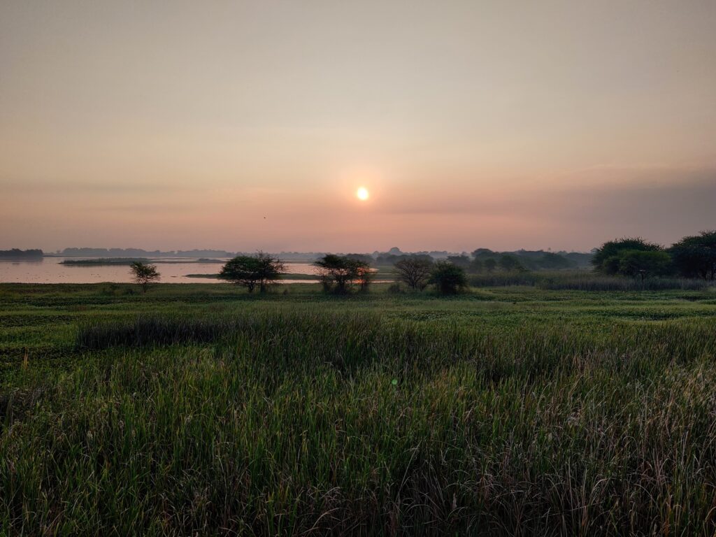 My Daycation: Nandur Madhmeshwar “Bharatpur of Maharashtra” 17 Madhmeshwar