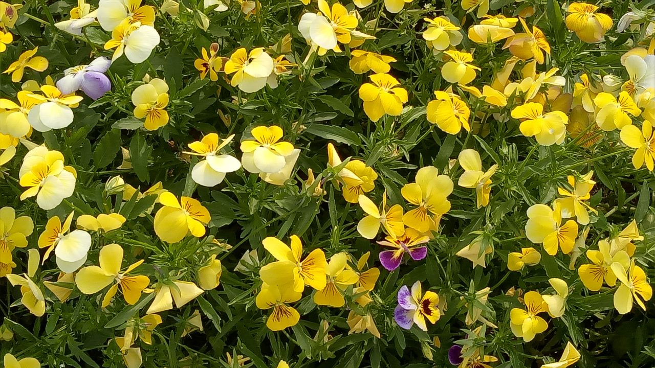 Mughal Gardens Srinagar 20 Vibrant yellow