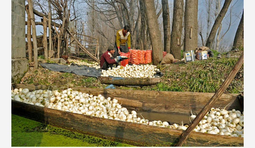 The Bold and the Beautiful-The Dal Lake Srinagar 15 IMG 20210205 WA0097