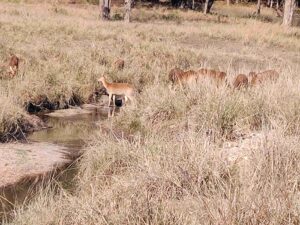 Bunch of Barasingha 1 1