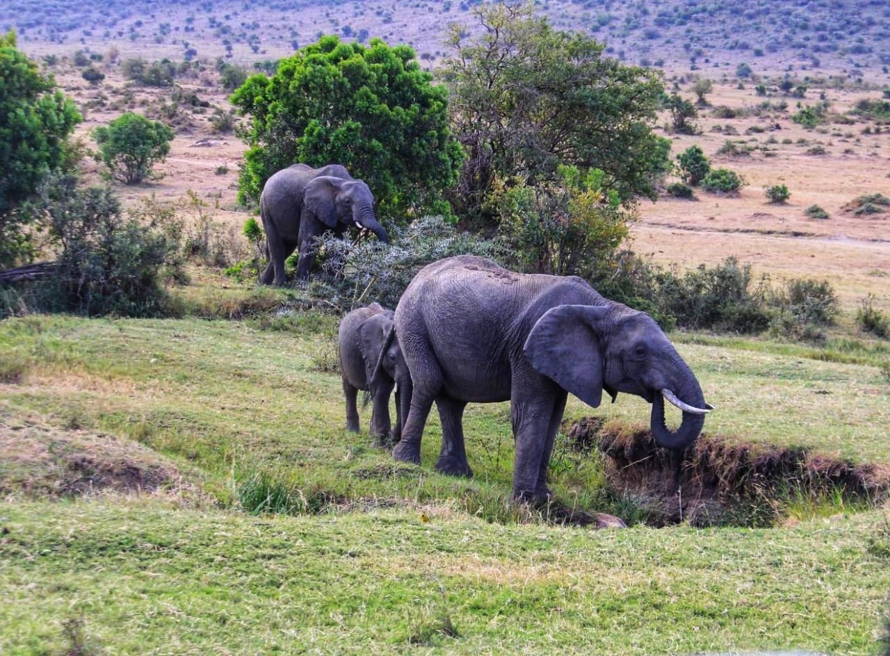 Masai Mara