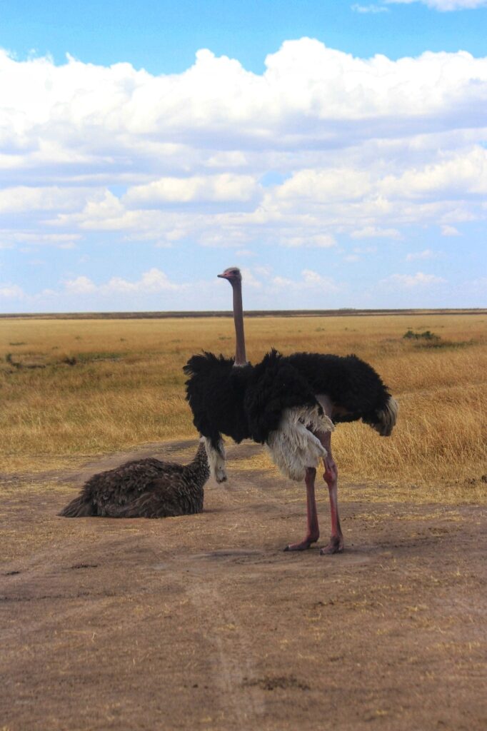 Masai Mara