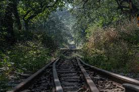 Forest on the forehead – Matheran