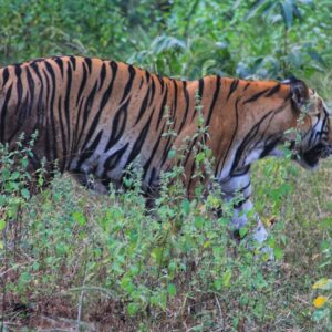 Bandhavgarh Tiger Reserve