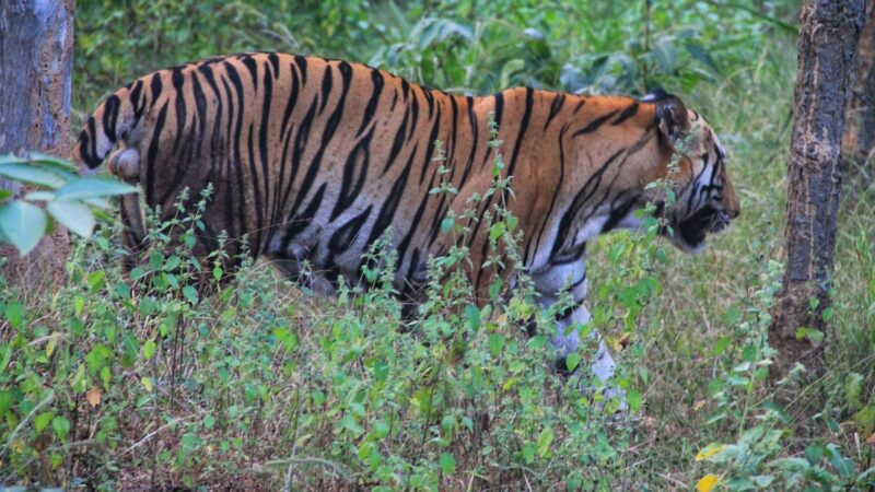 Bandhavgarh Tiger Reserve