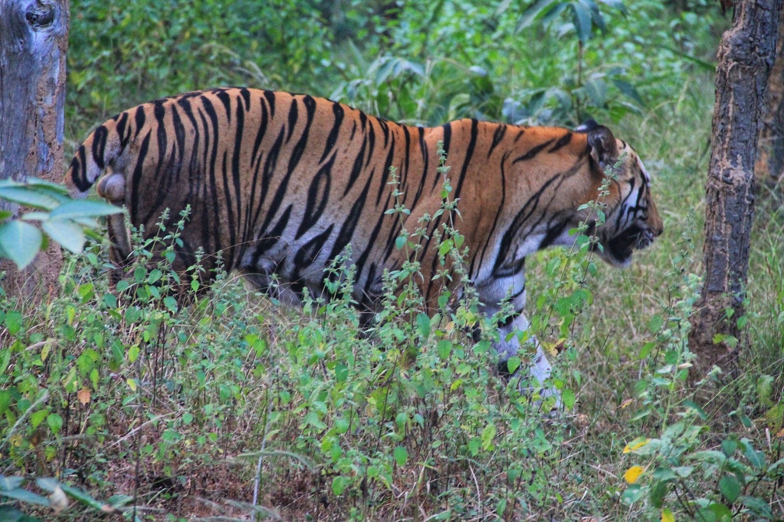 Bandhavgarh Tiger Reserve