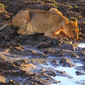 Samburu National Park Kenya – Embracing the Unplanned