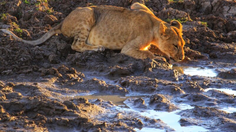 Samburu National Park Kenya – Embracing the Unplanned