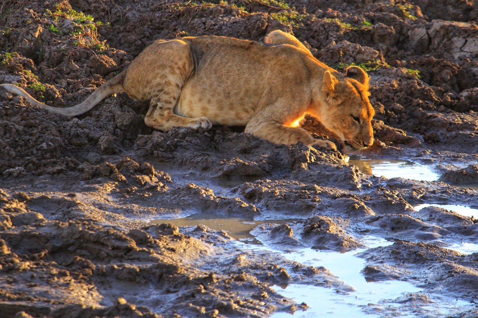 Samburu National Park Kenya – Embracing the Unplanned